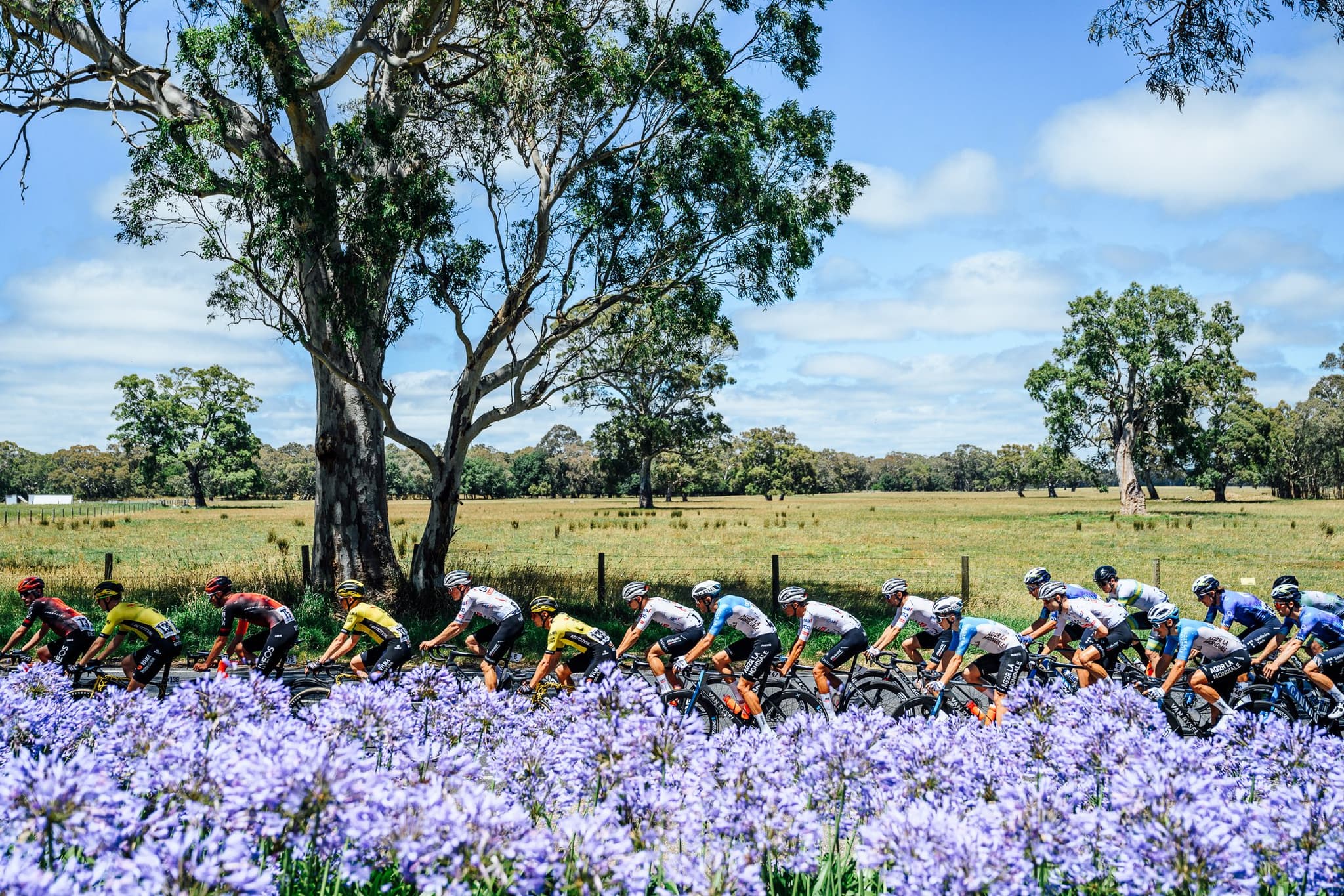 Peloton at the Tour Down Under Men's Stage 6, riders in various team kits